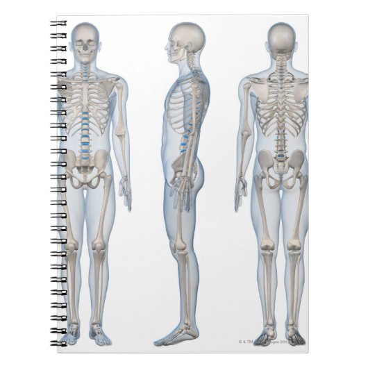 雄スケルトン2 ノートブック (正面)