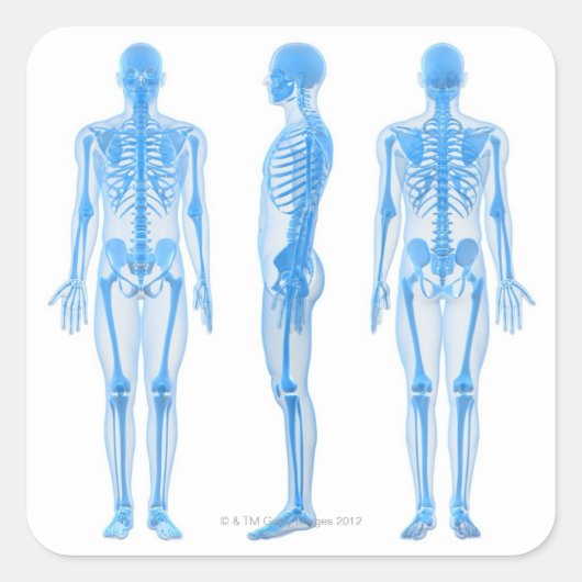 雄スケルトン スクエアシール (正面)