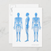 雄スケルトン ポストカード (正面/裏面)