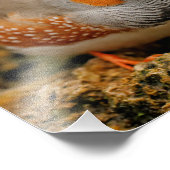 雄ゼブラフレンドリーフィンチ フォトプリント (角)