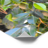 雄バフ生意気なギボン ポスター (角)