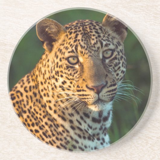 雄ヒョウ(Panthera Pardus)成猫 コースター (正面)