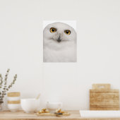 雄フクロウ(Bubo scandiacus)は大型フクロウである ポスター (キッチン)