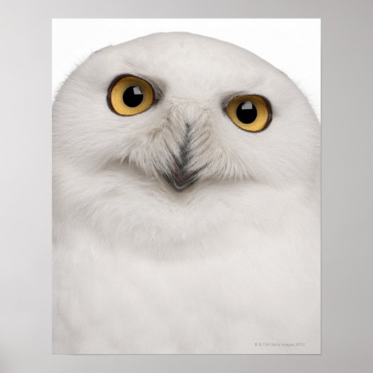 雄フクロウ(Bubo scandiacus)は大型フクロウである ポスター (正面)
