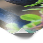 雄ブラックバード フォトプリント            (角)