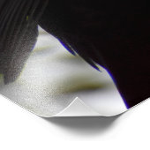 雄ブラックバード フォトプリント            (角)