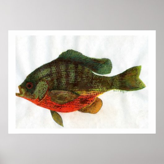 雄ブルーギル ポスター (正面)