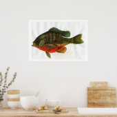 雄ブルーギル ポスター (キッチン)