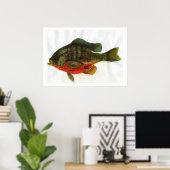 雄ブルーギル ポスター (ホームオフィス)