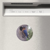 雄ブルーバードマグネット マグネット (インサイチュ (食洗機))