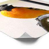 雄ボルチモア・オリオール ポスター (角)