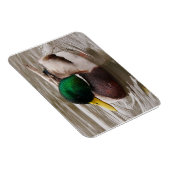 雄マガモ磁石 マグネット (右側)