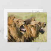 雄ライオンが鳴り素晴らし、クルガー国民 ポストカード (正面/裏面)