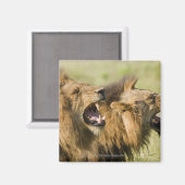 雄ライオンが鳴り素晴らし、クルガー国民 マグネット (正面/裏面)