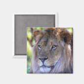 雄ライオンのヘッドショット マグネット (正面/裏面)