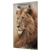 雄ライオンの接写 クリップボード (左)