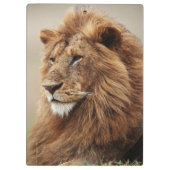 雄ライオンの接写 クリップボード (裏面)