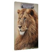 雄ライオンの接写 クリップボード (右)