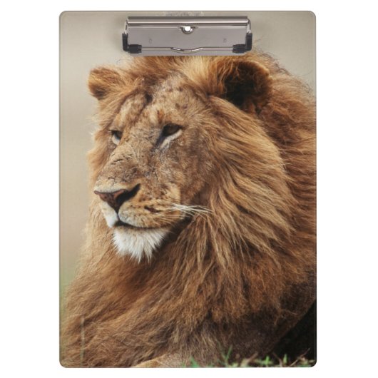 雄ライオンの接写 クリップボード (正面)
