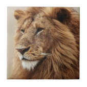 雄ライオンの接写 タイル (正面)