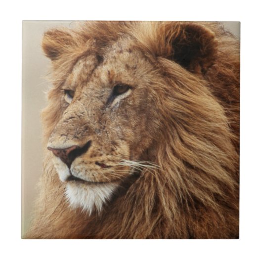 雄ライオンの接写 タイル (正面)