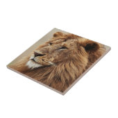 雄ライオンの接写 タイル (側面)