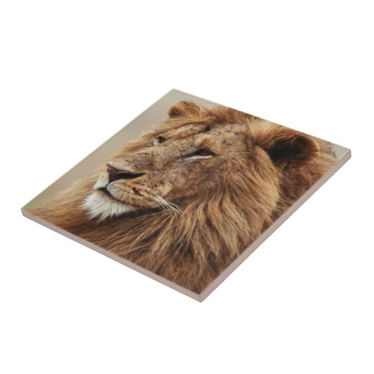 雄ライオンの接写 タイル (側面)