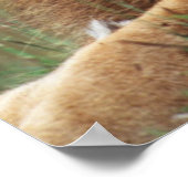 雄ライオンの接写 ポスター (角)