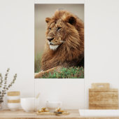 雄ライオンの接写 ポスター (キッチン)