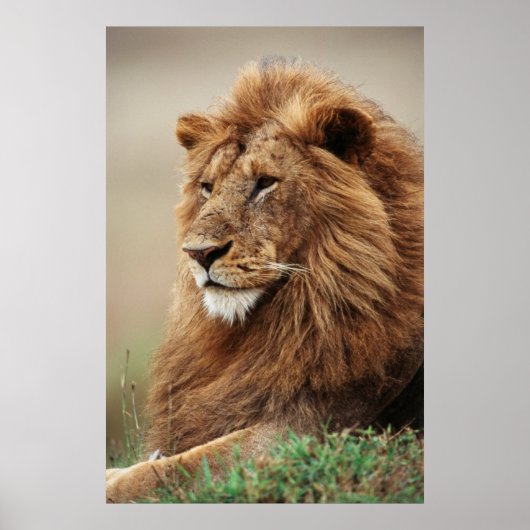 雄ライオンの接写 ポスター (正面)
