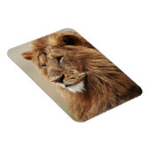 雄ライオンの接写 マグネット (右側)