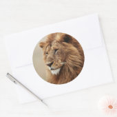 雄ライオンの接写 ラウンドシール (封筒)