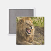 雄ライオンの鳴き声（パンテラレオ）、オカヴァンゴ マグネット (正面/裏面)