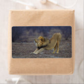 雄ライオンストレッチパンテラレオヨガ ラベル (インサイチュ)