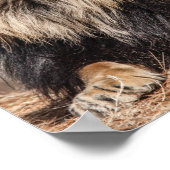 雄ライオン日光浴 ポスター (角)