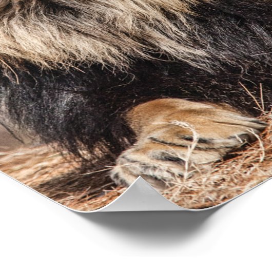 雄ライオン日光浴 ポスター (角)