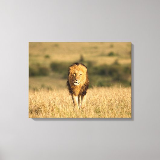 雄ライオン歩く キャンバスプリント (正面)