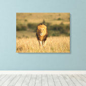 雄ライオン歩く キャンバスプリント (インサイチュ (ウッドフロア))