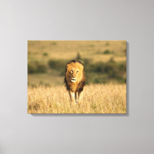 雄ライオン歩く キャンバスプリント