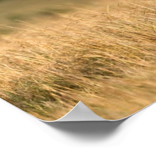 雄ライオン歩く ポスター (角)