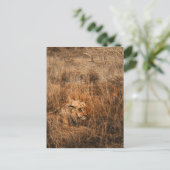 雄ライオン野生動物サファリはがき ポストカード (スタンド正面)