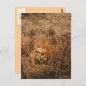 雄ライオン野生動物サファリはがき ポストカード (正面/裏面)