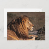 雄ライオン – プロファイル ポストカード (正面/裏面)