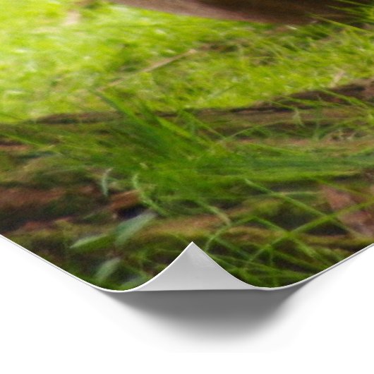 雄ライオン ポスター (角)