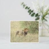 雄ライオン ポストカード (スタンド正面)