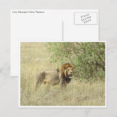 雄ライオン ポストカード (正面/裏面)