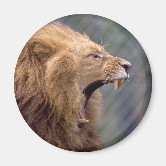 雄ライオン マグネット (正面)