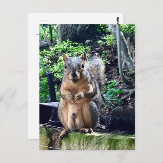 雄リスおもしろいル写真動物のナッツのユーモア ポストカード (正面/裏面)