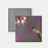 雄ルビーの喉のハミングバード マグネット (正面/裏面)