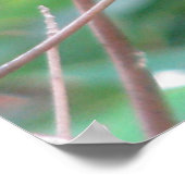 雄ルビーの喉を張ったハミングバード ポスター (角)